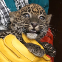 Sri Lankan Leopard